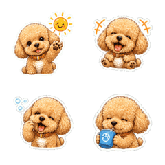 Toy Poodle Kohaku-kun_Ver.1