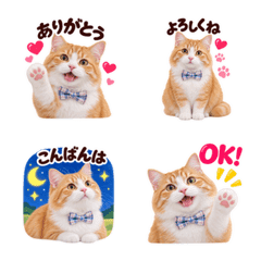 Orange Cat's