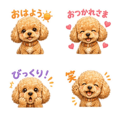 Toy Poodle Kohaku-kun_Ver.2