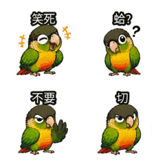 Solo Parrot Taiwan Reactions