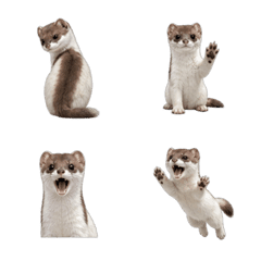 Okojo (Japanese Stoat) 3D