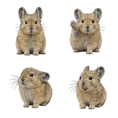 Ezo Naki Usagi (Ezo Pika) 3D