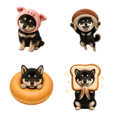 น่ารัก! ชิบะสีดำ 1