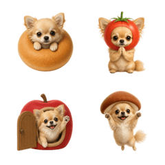 น่ารัก! ชิวาวาขนยาว 1