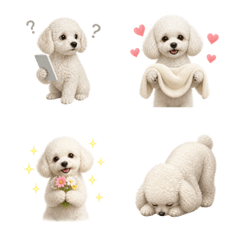 น่ารัก! ทอยพุดเดิ้ลสีขาว 2