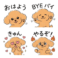 Cunning Toy Poodle