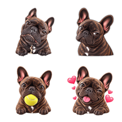 Brindle Frenchie Reactions 01
