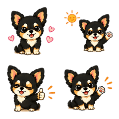 Chihuahua Biyori