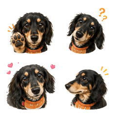 MyMiniatureDachshundPocoman