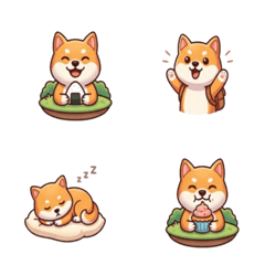 超萌柴犬小日常