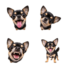 敵意外露！Black Tan Chihuahua