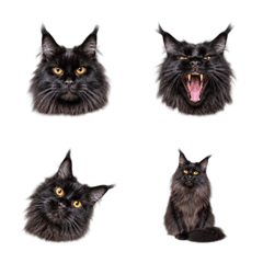 眼神超強！Black Maine Coon