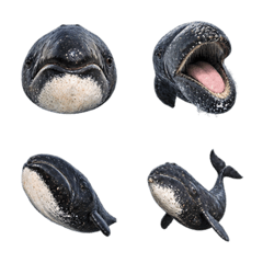 氣勢爆棚！Bowhead Whale