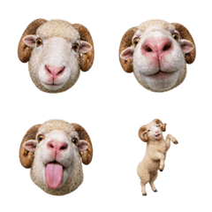 奇趣衝擊！Dorset Sheep