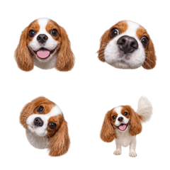 戲很多！布倫海姆騎士犬