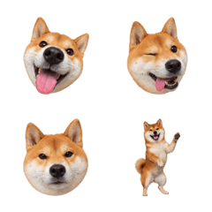 表情震撼！赤柴犬