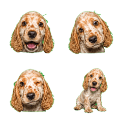 表情震撼！橙花可卡幼犬
