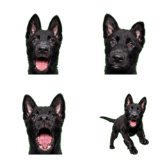 表情震撼！黑色德國牧羊犬
