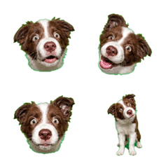 冷面暴走！巧克力白邊境牧羊犬幼犬