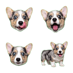 奇趣衝擊！藍隕石彭布羅克柯基幼犬