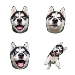 怪表情！黑白西伯利亞雪橇犬幼犬
