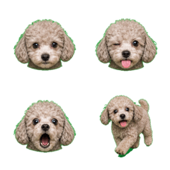 怪表情！銀米色玩具貴賓幼犬