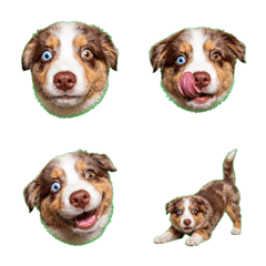 表情震撼！紅三色澳洲牧羊犬幼犬