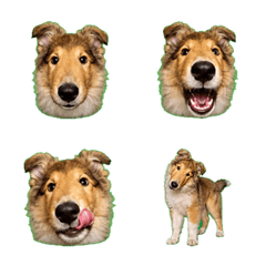 失控！貂色長毛牧羊犬幼犬