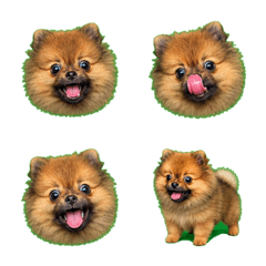 失控！紅貂色博美幼犬