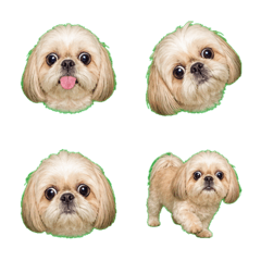 奇趣衝擊！奶油色西施幼犬