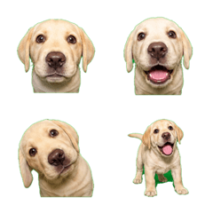表情震撼！奶油黃色拉布拉多幼犬