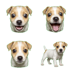 怪表情！檸檬白傑克羅素幼犬