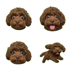 失控！巧克力瑪爾貴賓幼犬