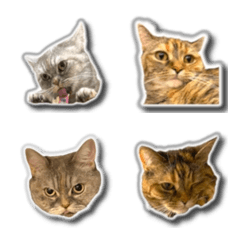my funny cats