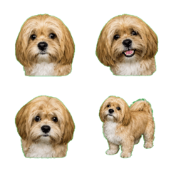 失控！白胸拉薩犬幼犬