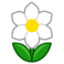 (daffodil)