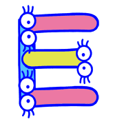005