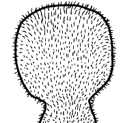 038