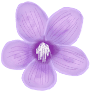 ลายที่ 7