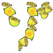 145