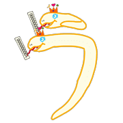 003