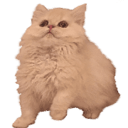 006