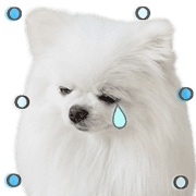 อิโมจิไลน์ Pomeranian.Emoji