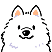 Samoyed dog's face
