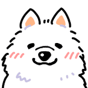 Samoyed dog's face