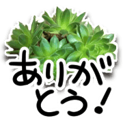 อิโมจิไลน์ Green plants and message