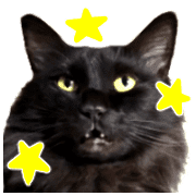 อิโมจิไลน์ Black cat,daily use emoji