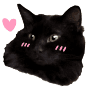 อิโมจิไลน์ Black cat,daily use emoji