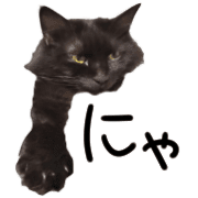 อิโมจิไลน์ Black cat,daily use emoji