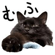 อิโมจิไลน์ Black cat,daily use emoji